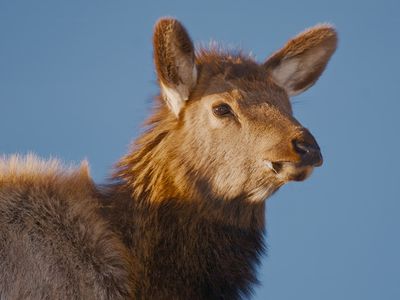Elk