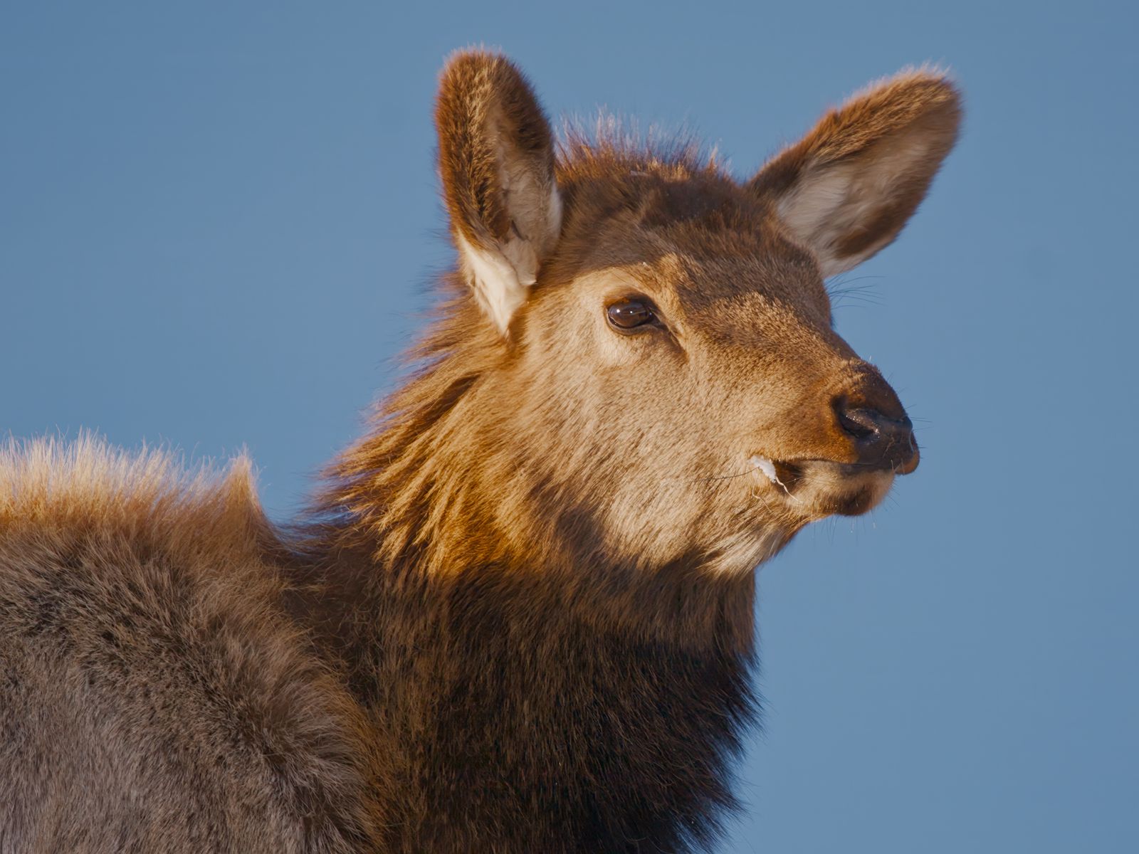 Cervus canadensis