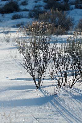 Rubber Rabbitbrush