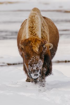 Bison