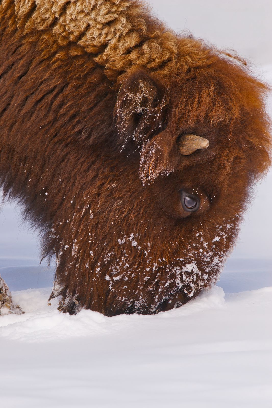 Bison bison