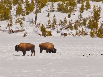 Bison