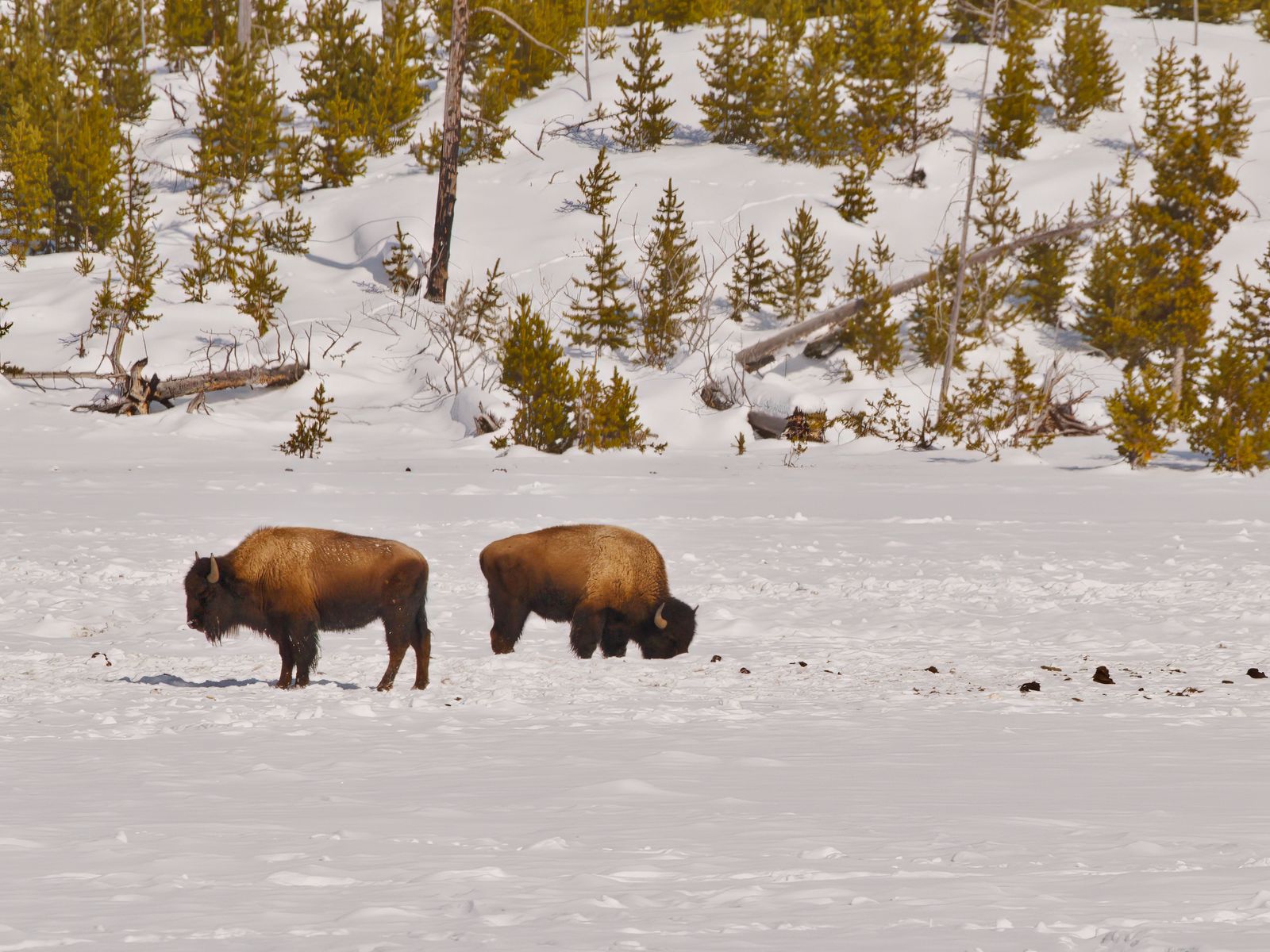 Bison bison