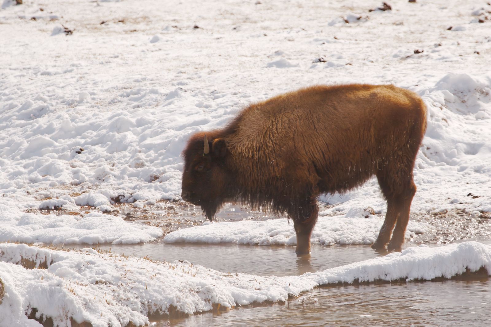 Bison bison