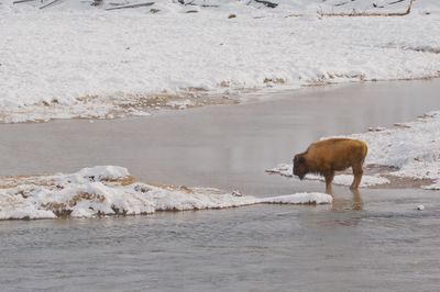 Bison