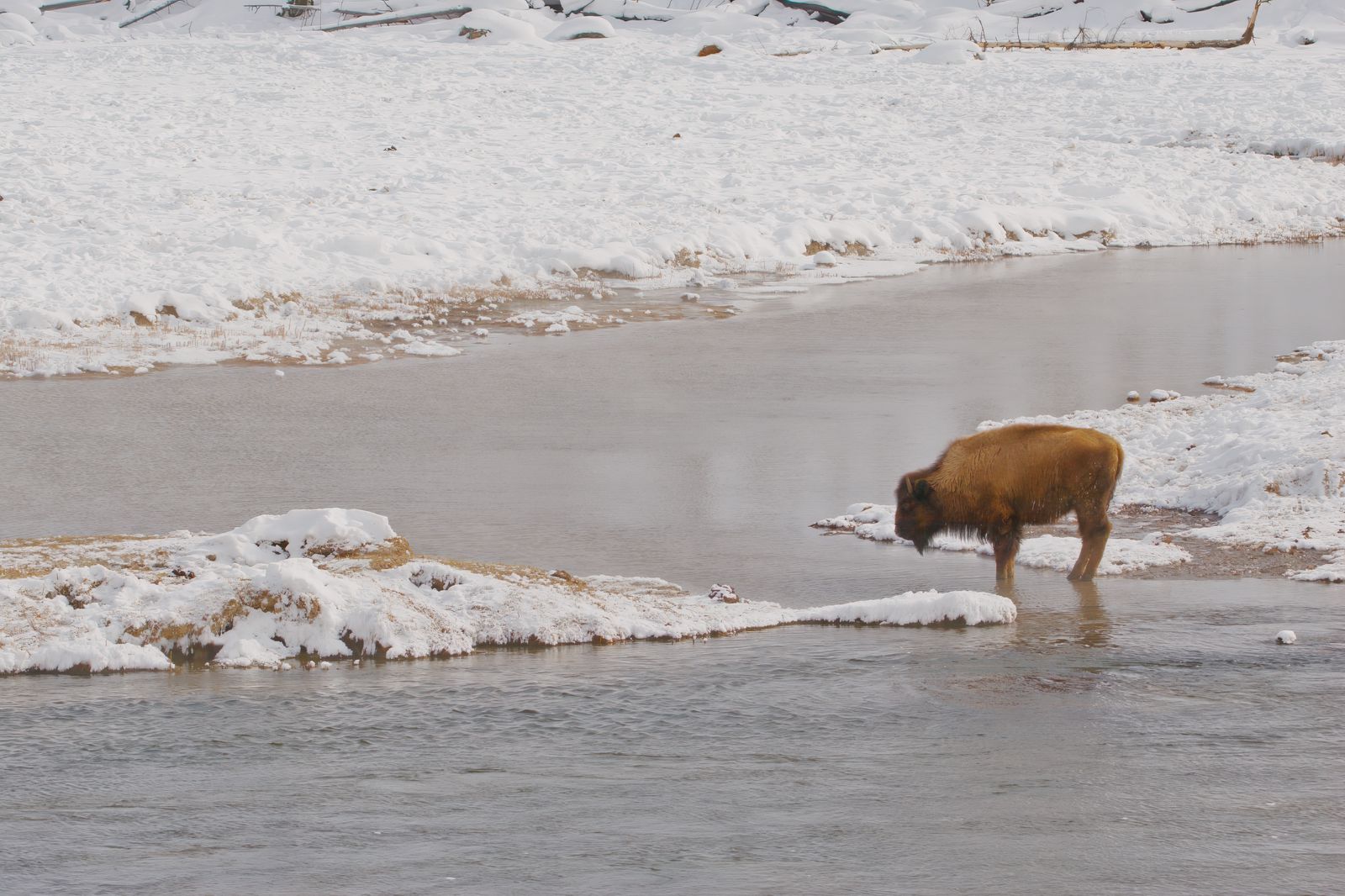 Bison bison