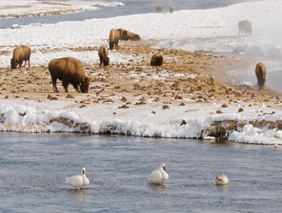 Bison