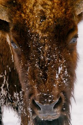 Bison