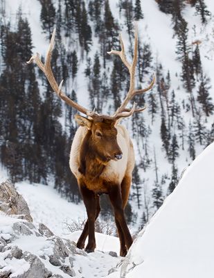 Elk