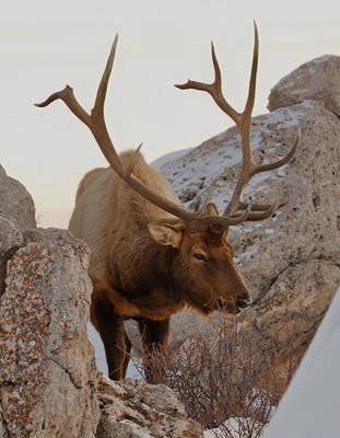 Elk