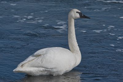 Trumpeter Swan