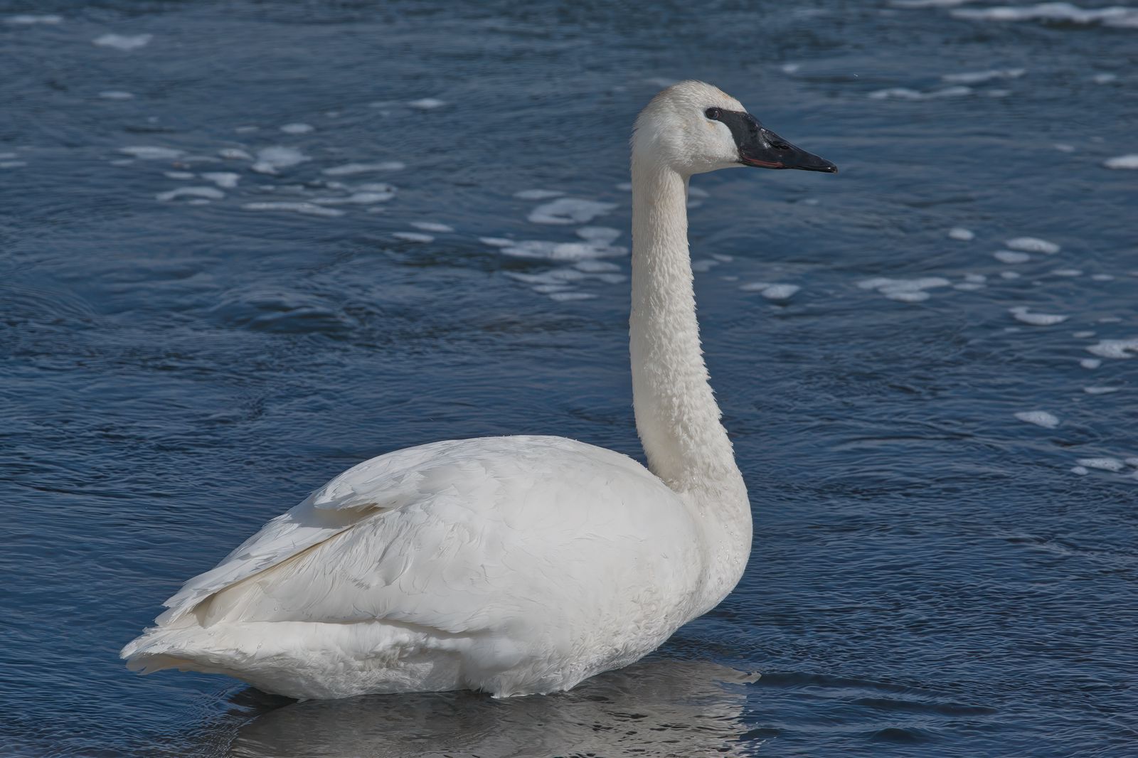 Cygnus buccinator