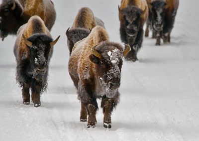 Bison