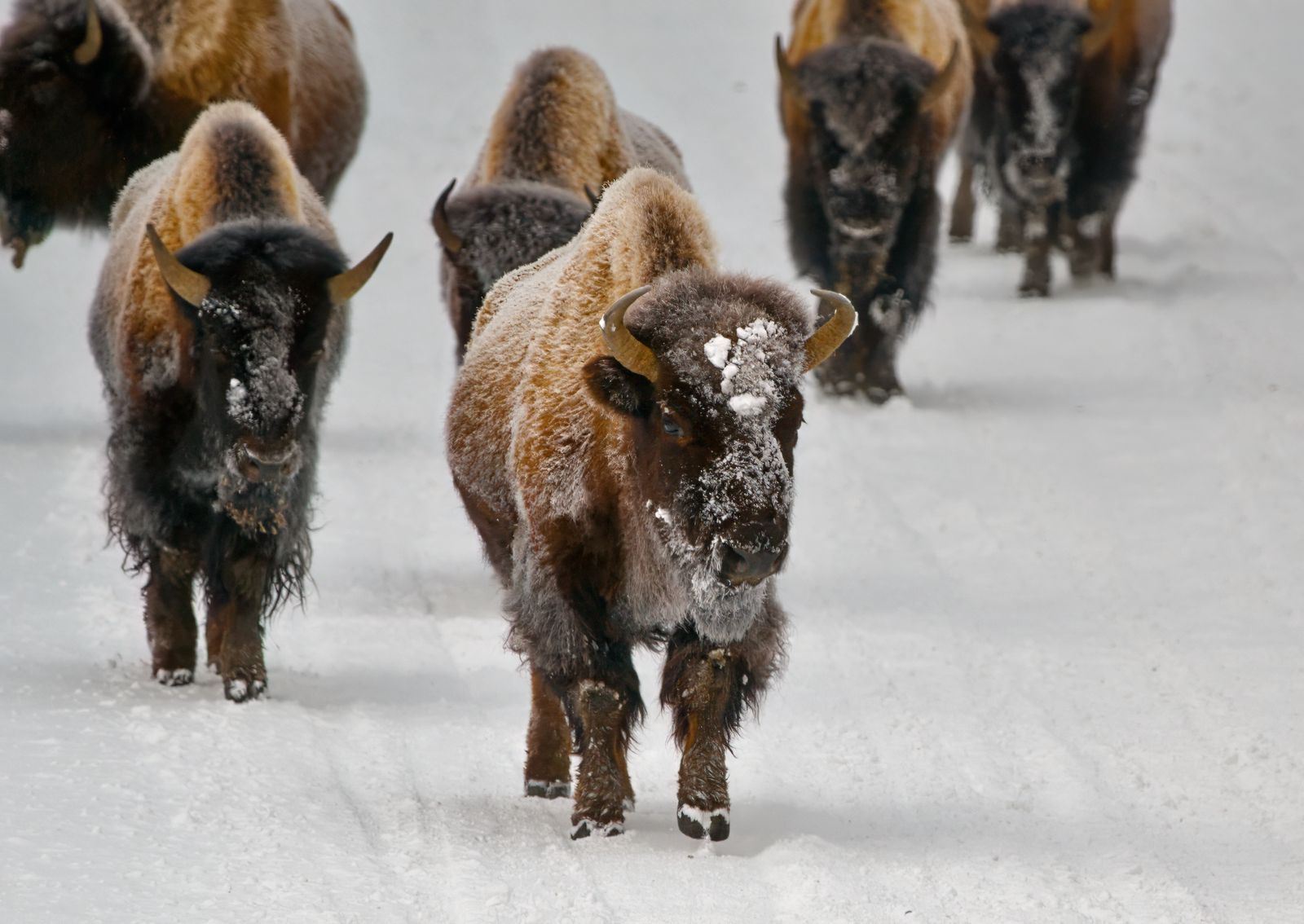 Bison bison