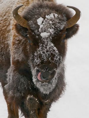 Bison