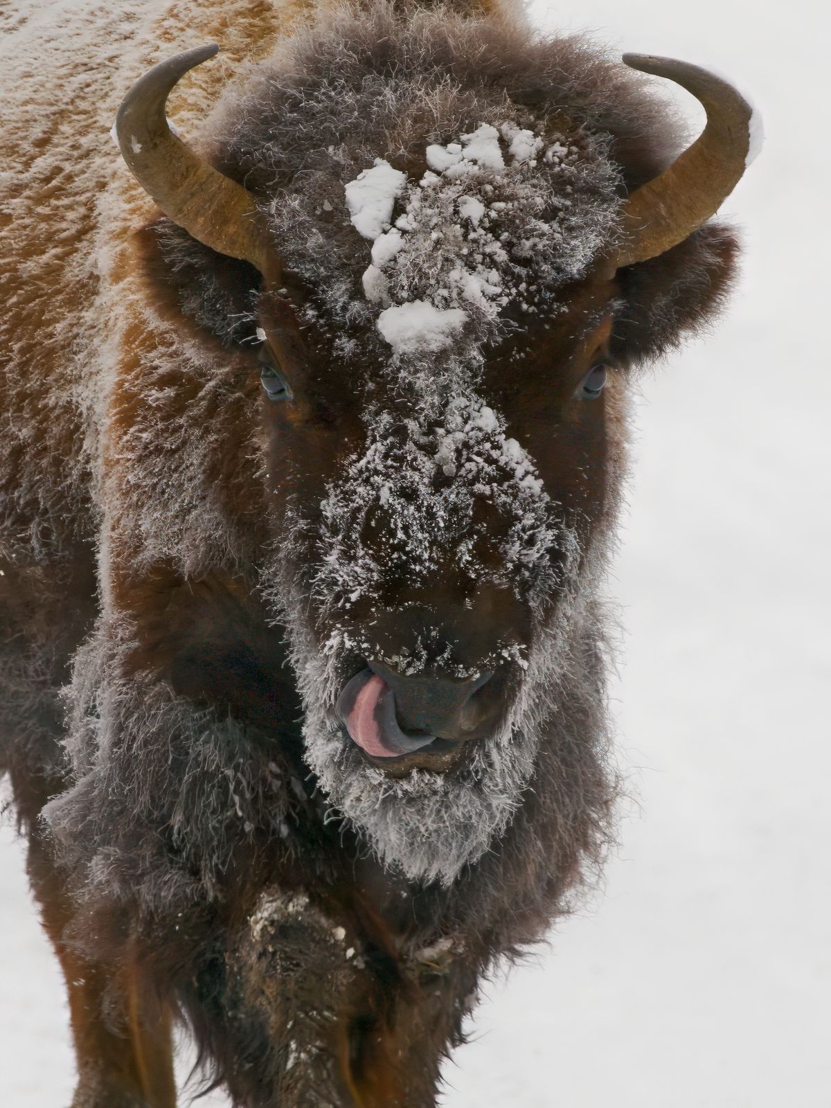 Bison bison