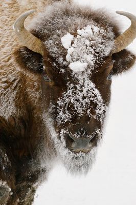 Bison