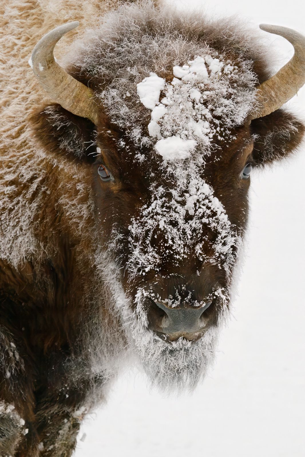 Bison bison