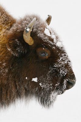 Bison
