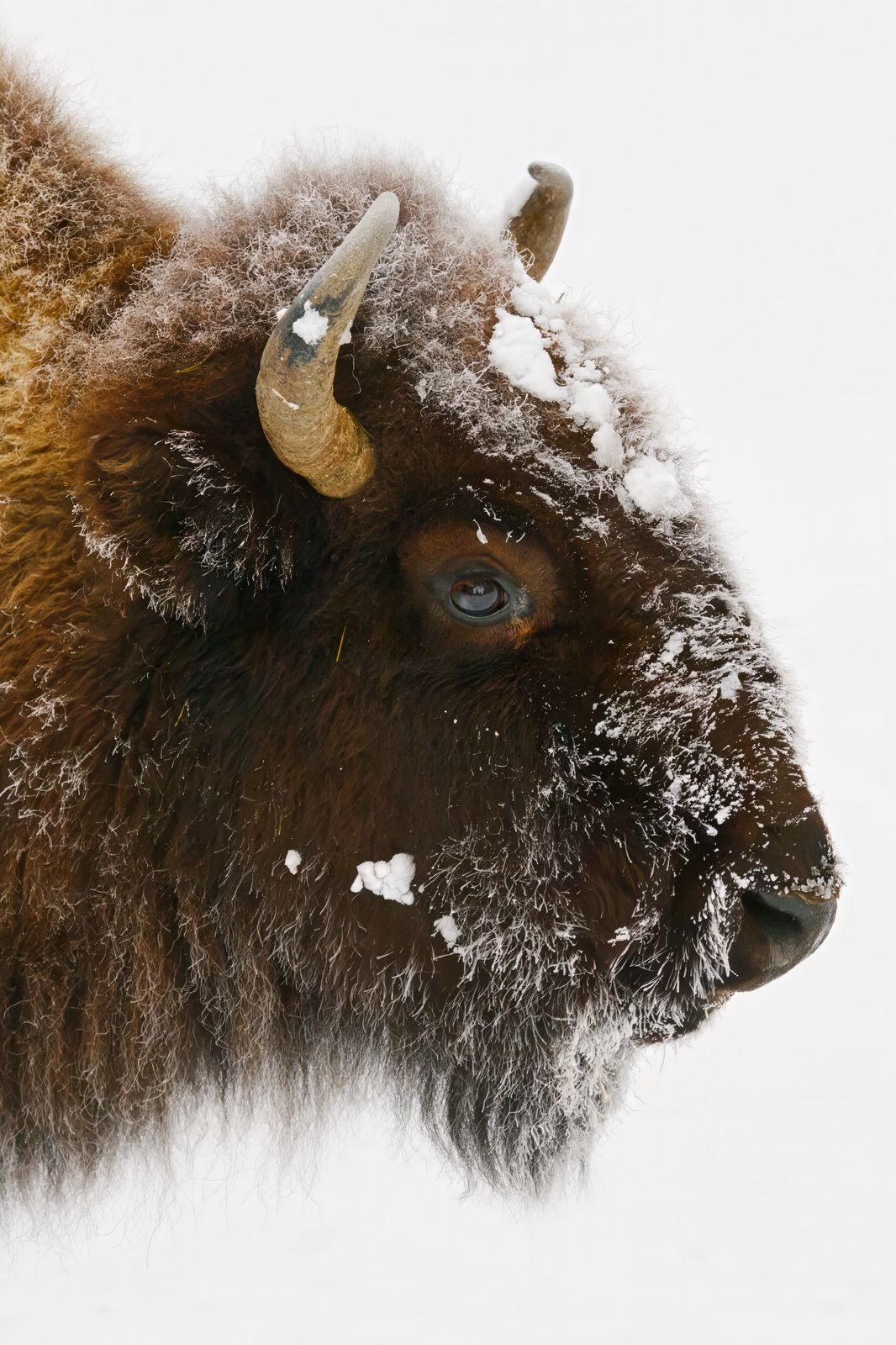 Bison bison