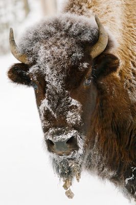 Bison