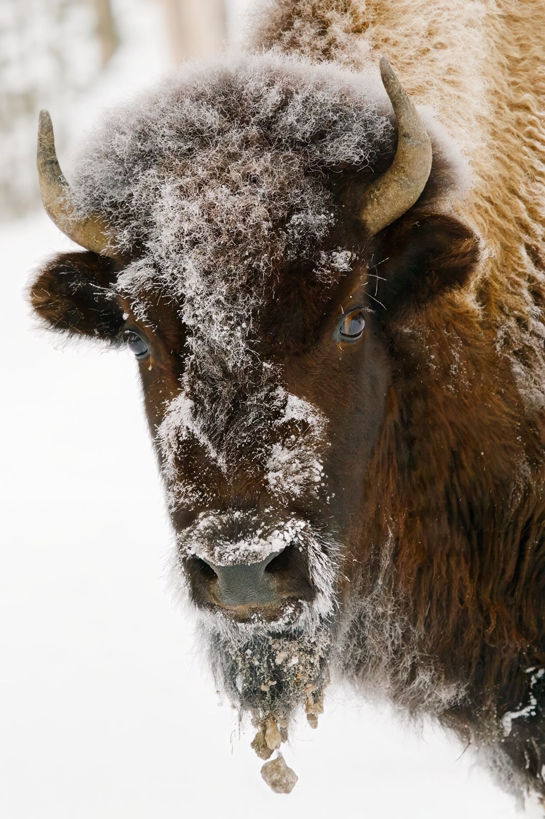 Bison bison
