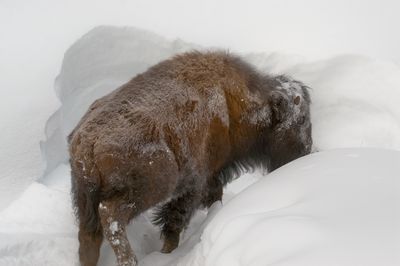 Bison