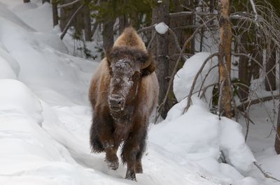 Bison
