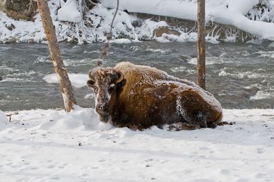 Bison