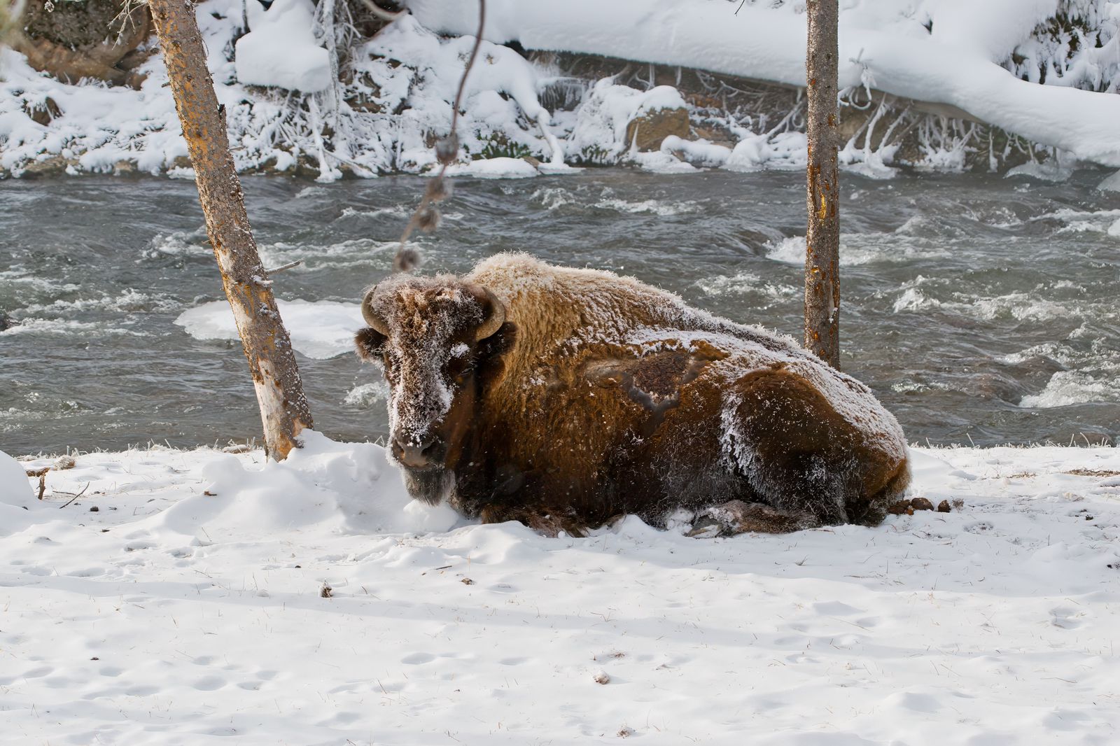 Bison bison