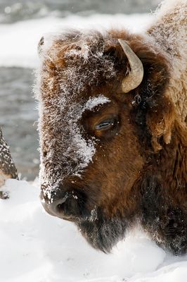 Bison