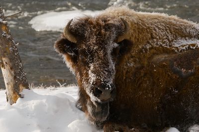Bison