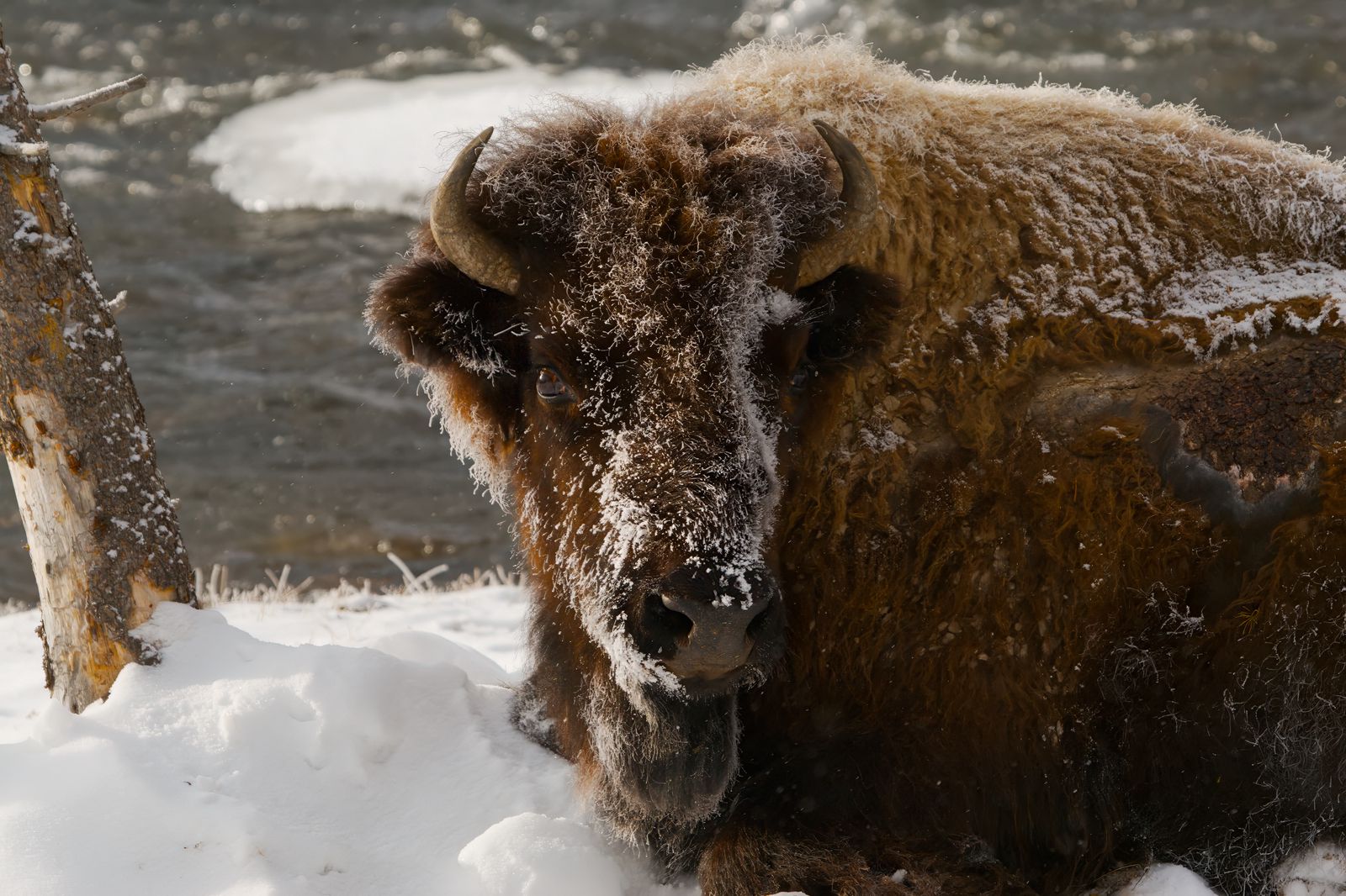 Bison bison