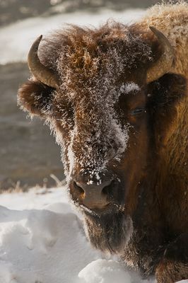 Bison