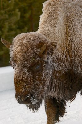 Bison