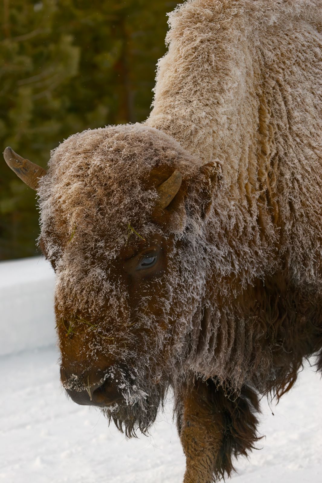 Bison bison