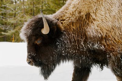 Bison