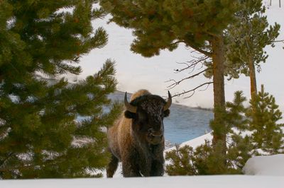Bison