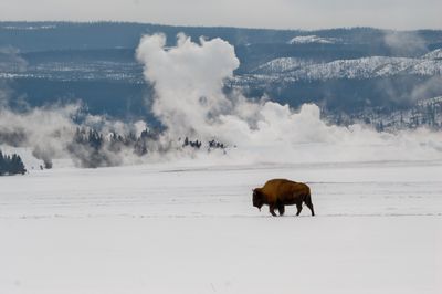 Bison