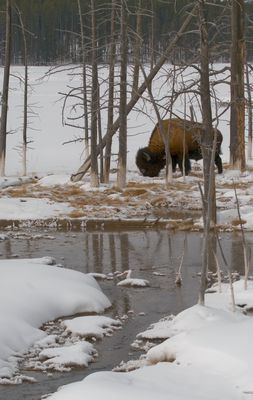 Bison