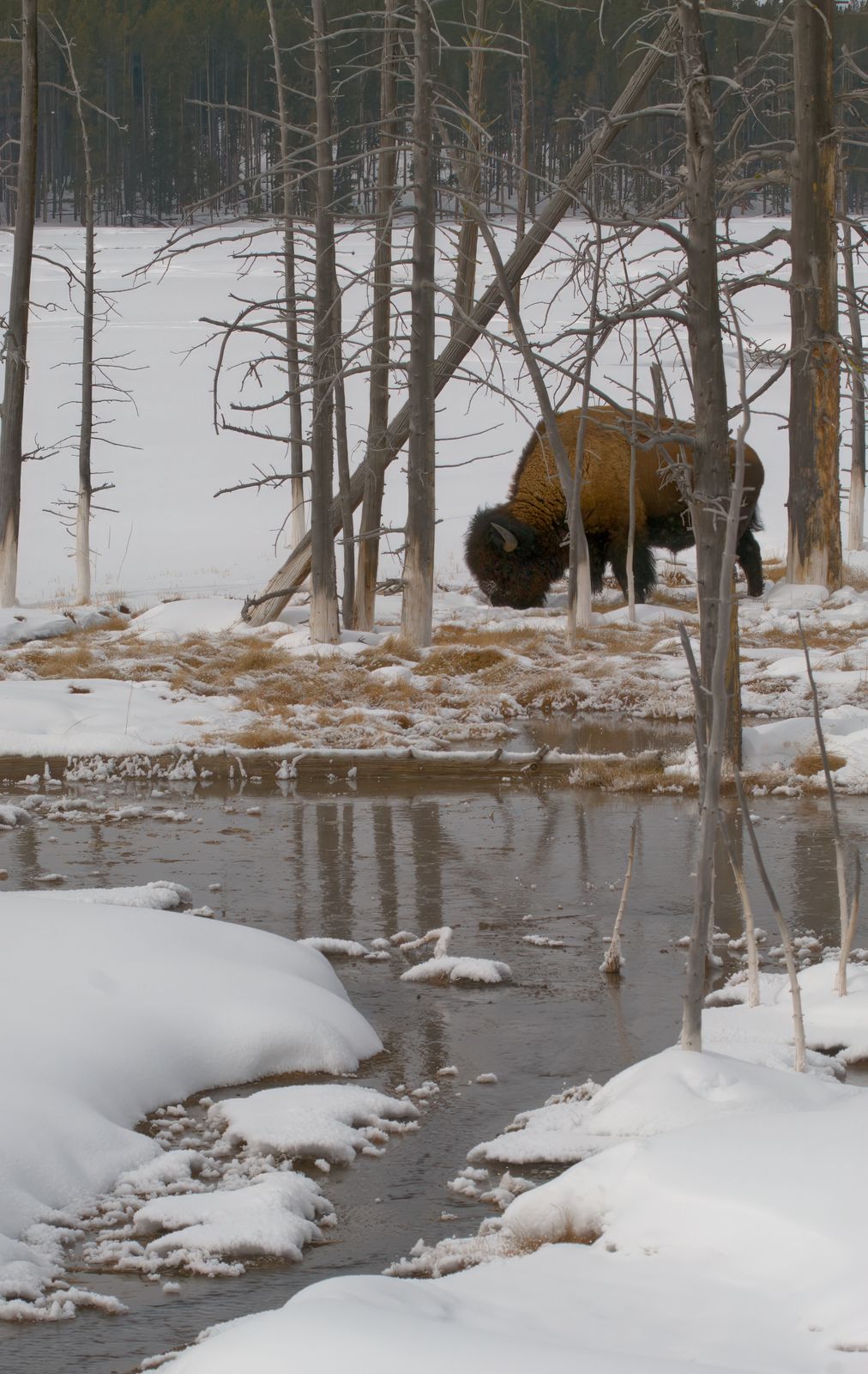 Bison bison