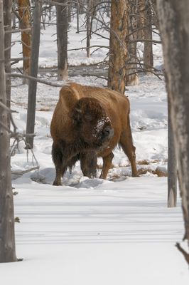Bison