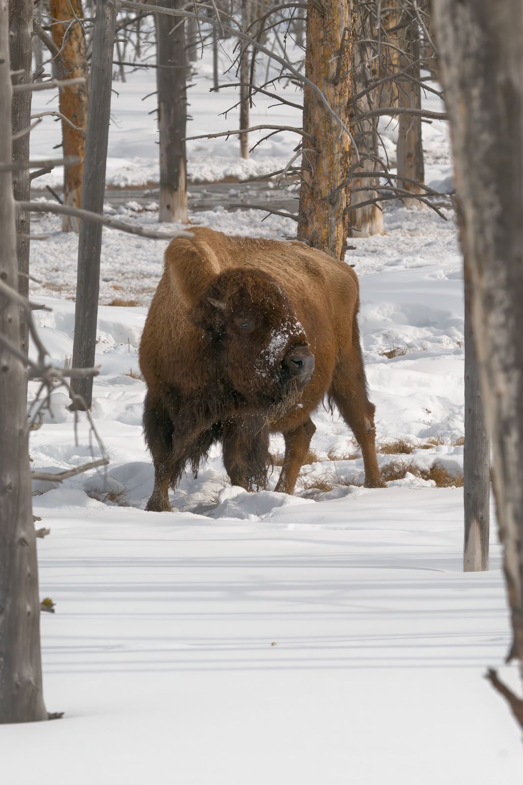 Bison bison