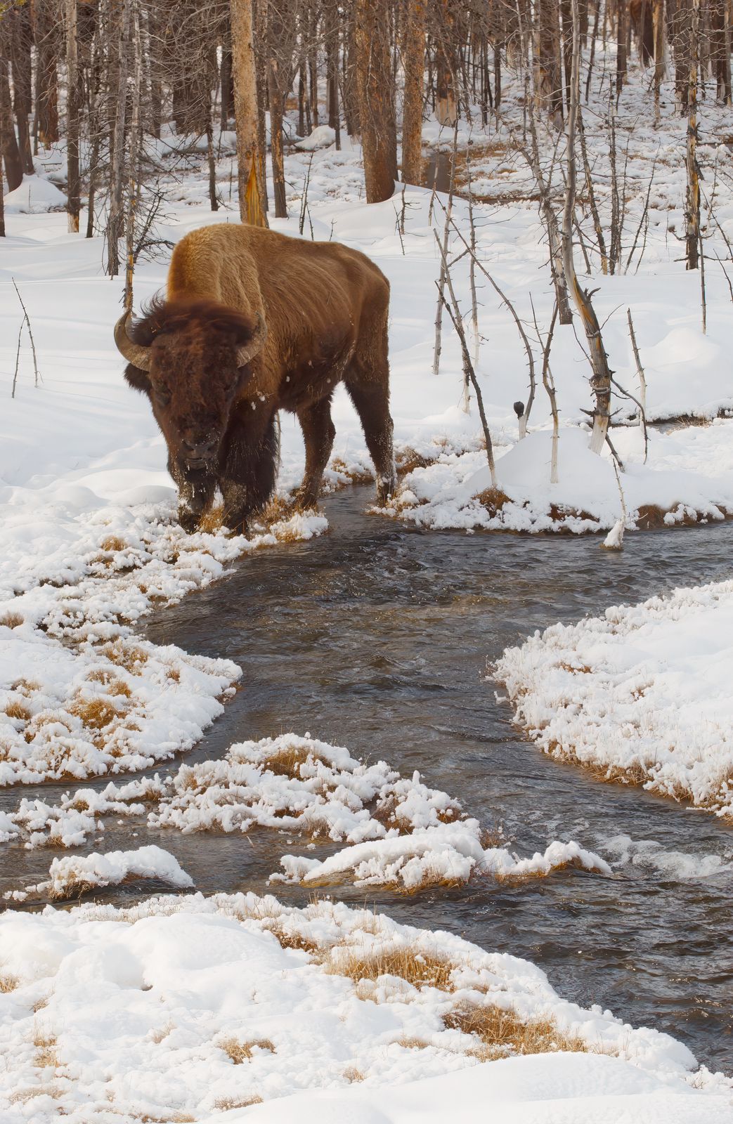 Bison bison