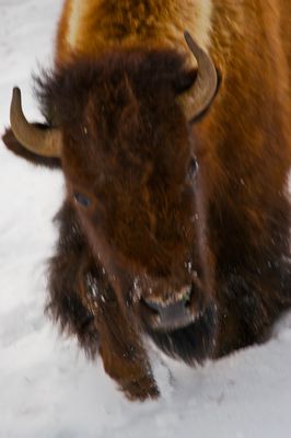 Bison