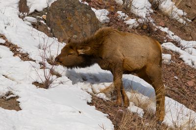 Elk