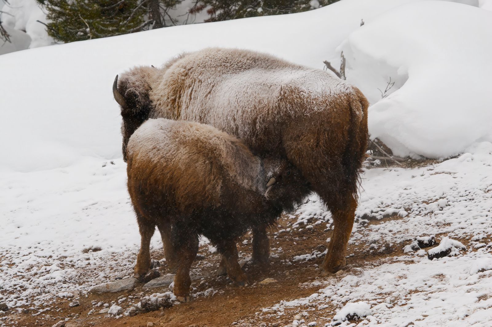 Bison bison