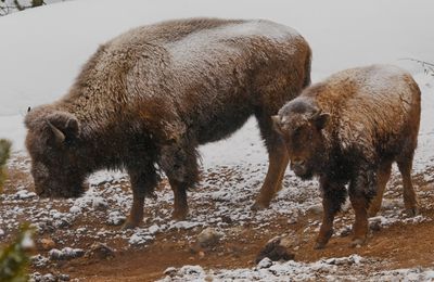 Bison