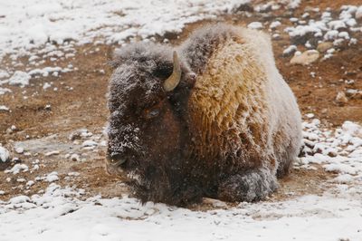Bison