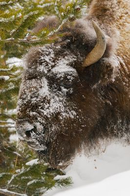 Bison